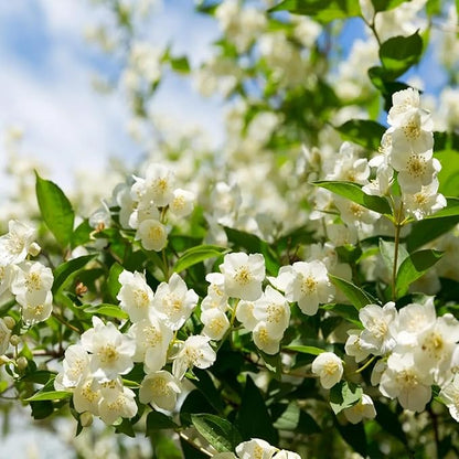 LAST DAY Promotion 49% OFF 🌸 Jasmine Potted Plant (Can be planted in winter)